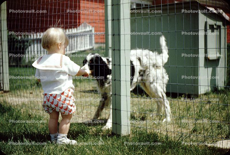 Baby, Fence, Dog, English Cocker Spaniel, doghouse, 1950s