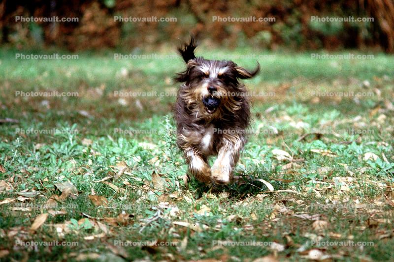 Running Dog, lawn, Terrier