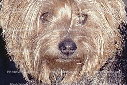 Yorkshire Terrier face