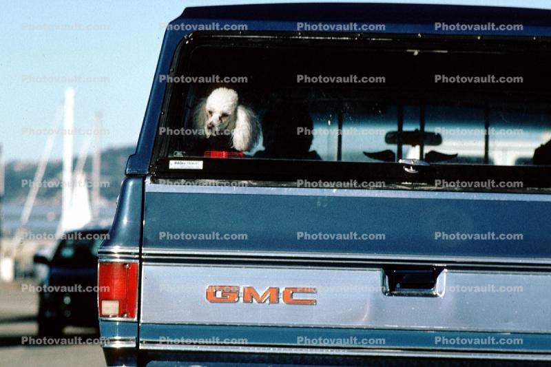 Poodle in a GMC pick-up truck