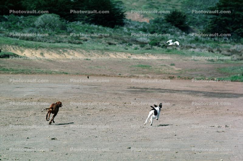 Dogs Chasing a Bird