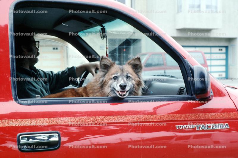 dog in a pick-up truck