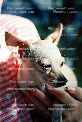 chihuahua, small dog breed
