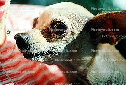 chihuahua, small dog breed