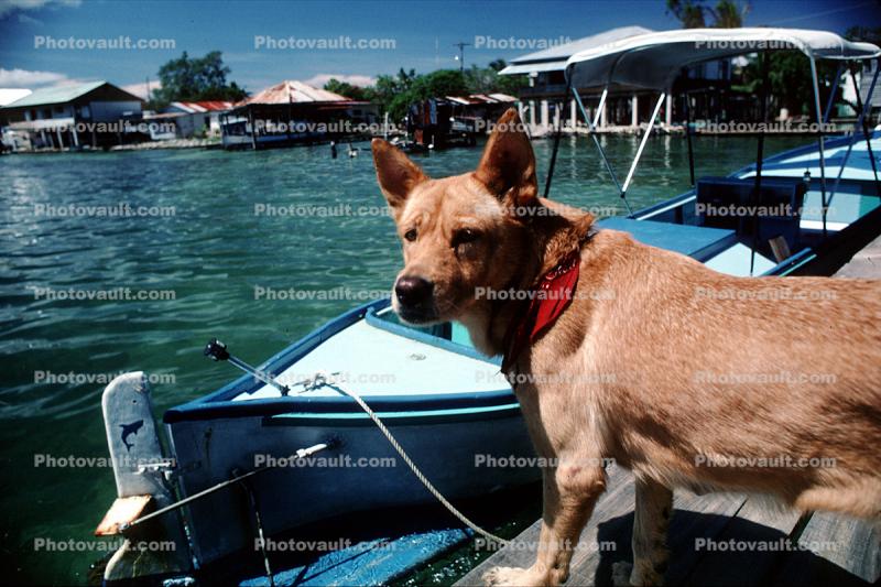 Dog on a Dock