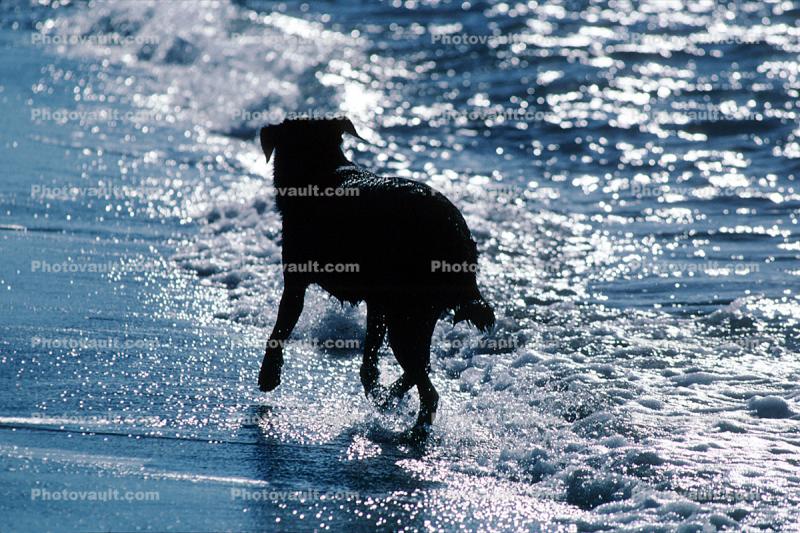 Dog, Beach, Water