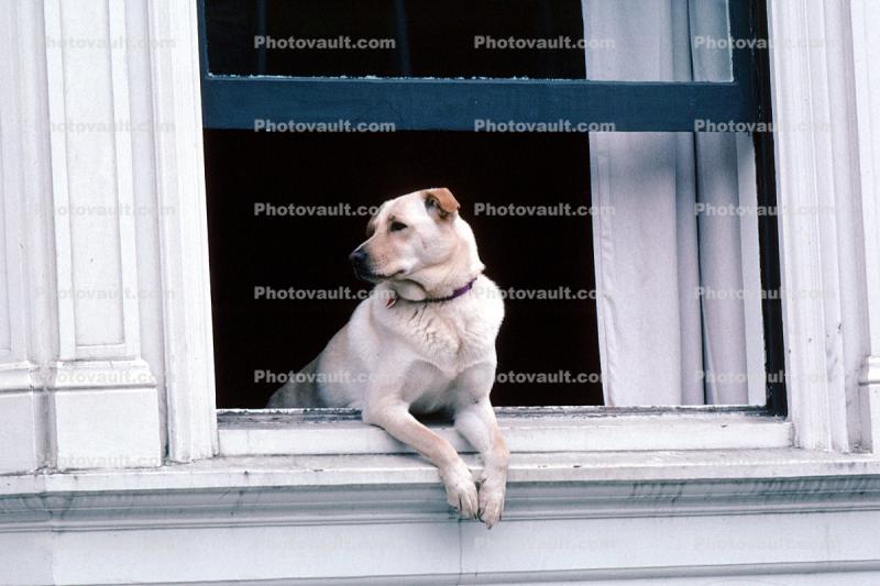 Dog in a Window