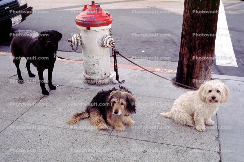 Dogs by a Fire Hydrant