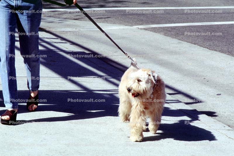 Dog on a Leash