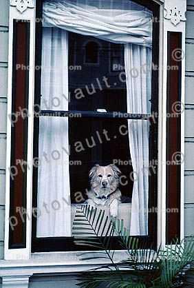 Dog in a Window, curtains, drapes