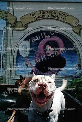 Pit Bull Terrier, Pitbull