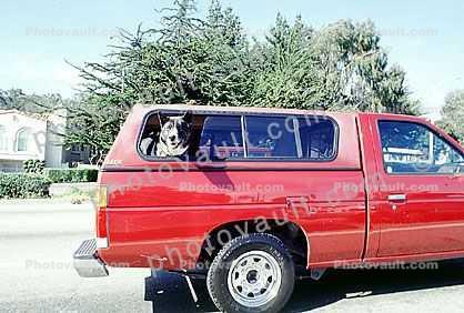 Dog in a pick-up truck