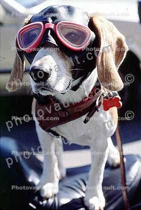 Beagle wearing a leather helmet, goggles, funny, cute