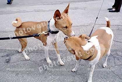sniffing dogs