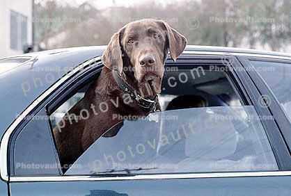 Dog in a Car, Chocolate Labrador Retriever