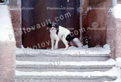 Dog in the cold weather, snow, ice, steps, door
