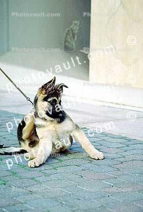German Shepherd puppy, scrathing
