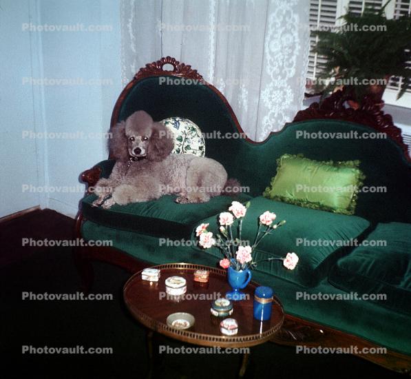 Gray Poodle, sofa, roses, 1940s