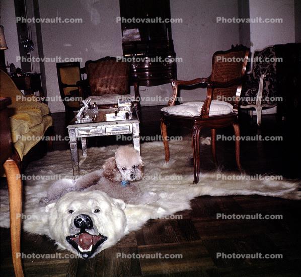 Poodle, Polar Bear Rug, furniture, chairs, coffe table, 1940s