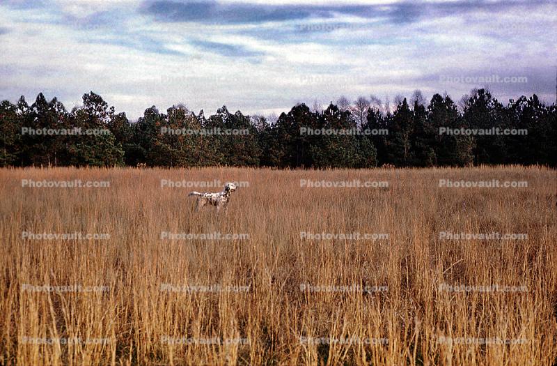 Hunting Dogs, Pointer