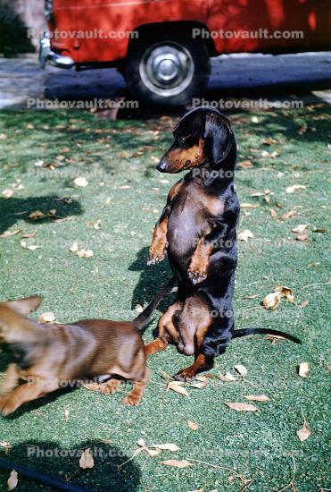 dachshundt, Wiener Dog, small dog breed
