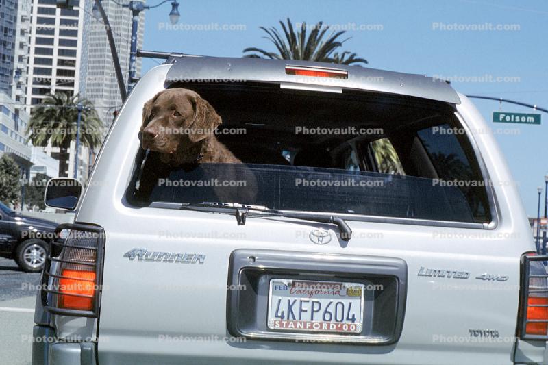 Dog in a Car, Toyota 4Runner, Chocolate Labrador Retriever