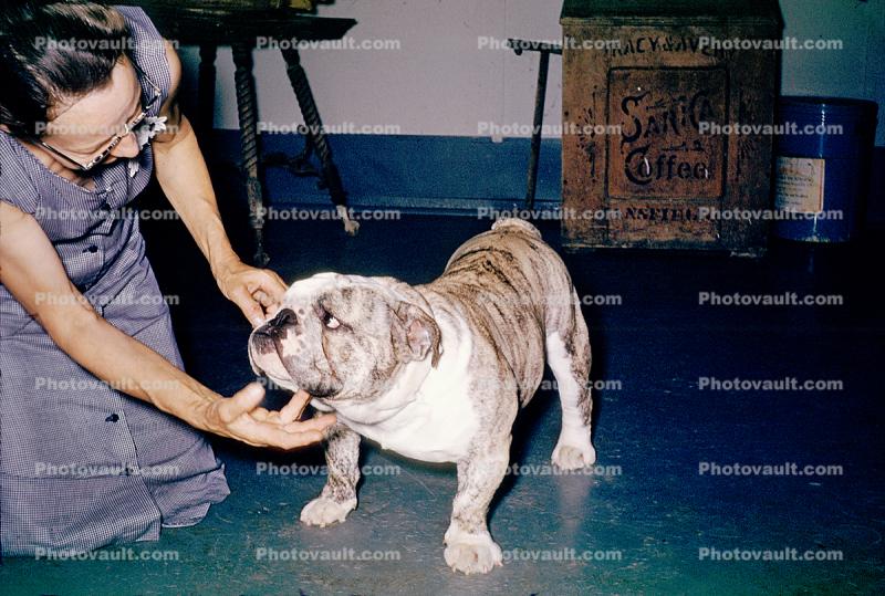 Bulldog, 1950s