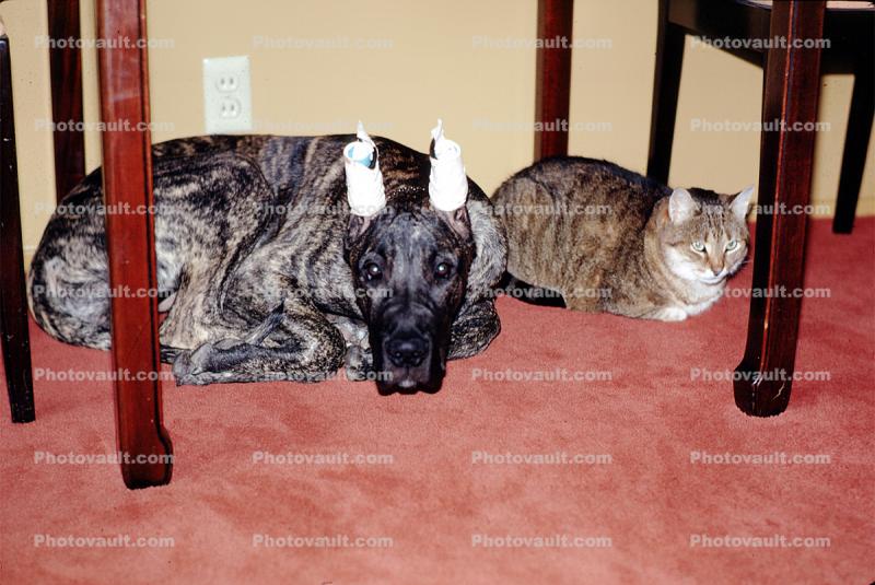 Dog and Cat Together, Friends, Great Dane, ears