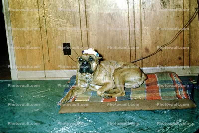 Dog wearing a hat, dog pillow, bed, electrical plug, 1950s
