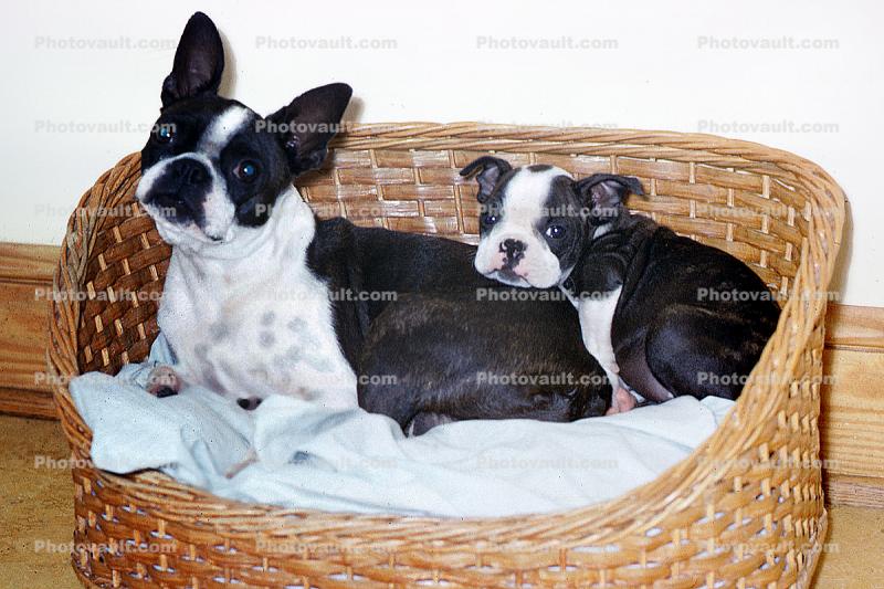 Two Dogs in a wicker basket, puppy, puppies