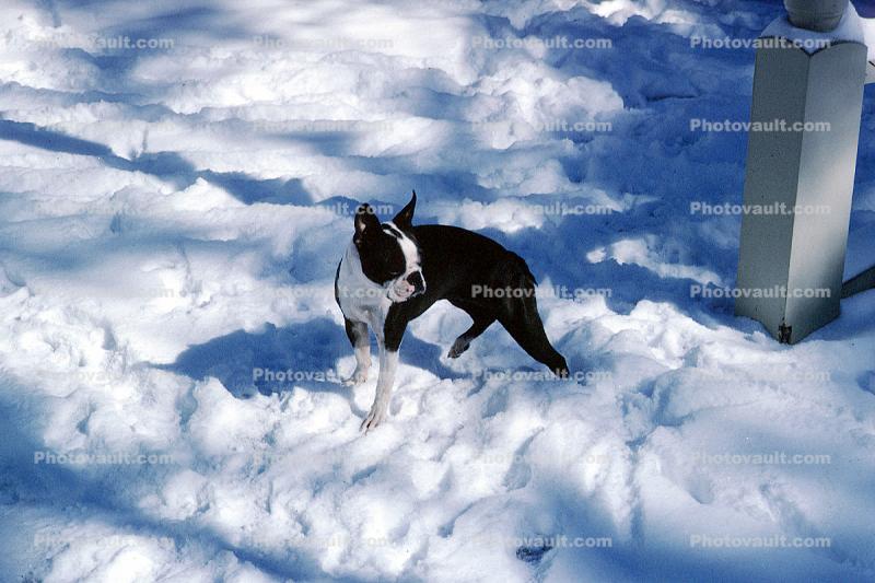 Bulldog in the snow