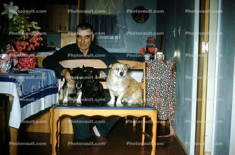 Man with three dogs, seat, chair, 1950s