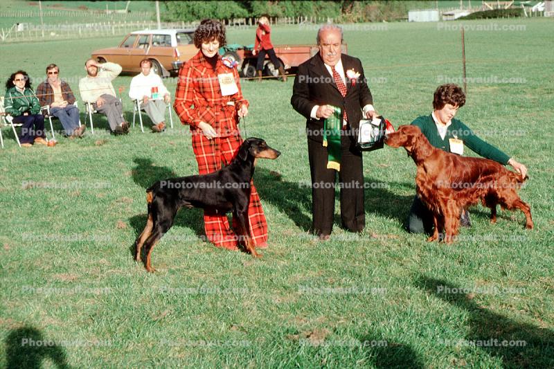Irish Setter, Dog Show, 1960s