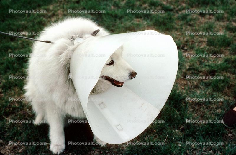 Cone, smiling dog, No-Bite Collar, Anti Bite Collar