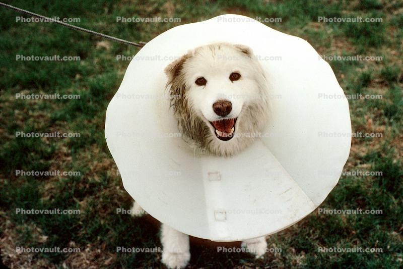 Cone, smiling dog, No-Bite Collar, Anti Bite Collar, leash, head-on
