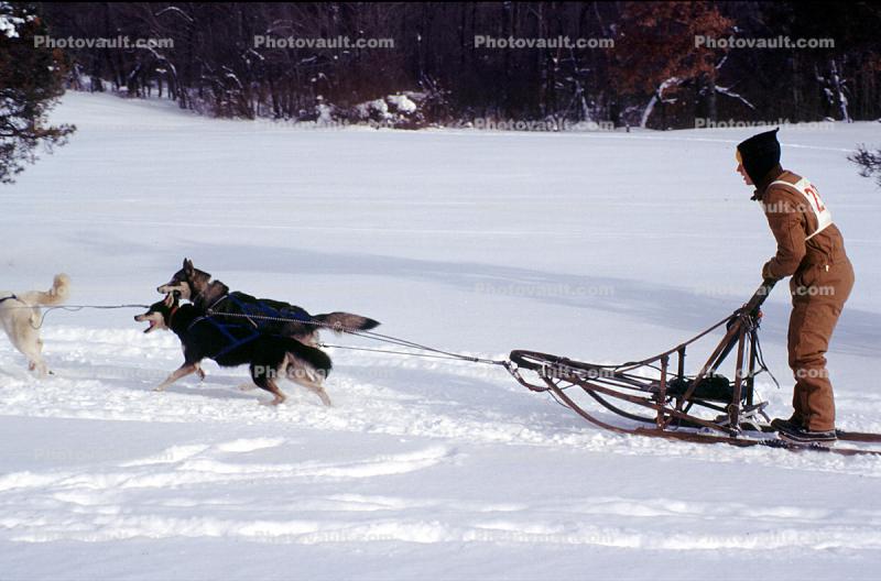 Dog Sledding, sled, husky