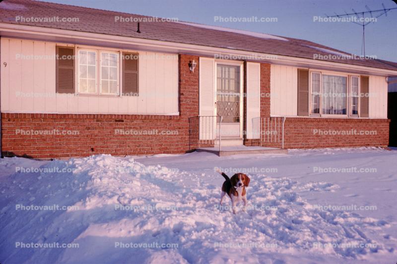 Beagle, Home, House, front yard, snow, building, TV Antenna