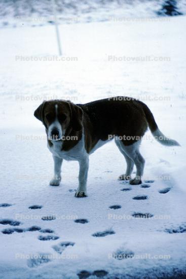 Saint Bernard, footprints, pawprints, snow