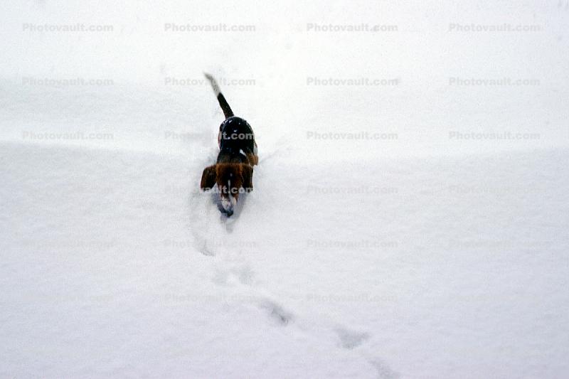 Beagle pawprints, snow