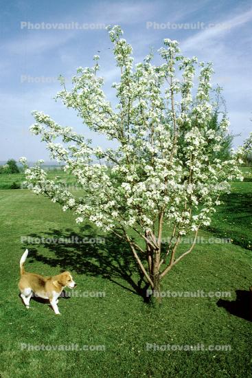 Springtime, Tree, Dog, Blossoms