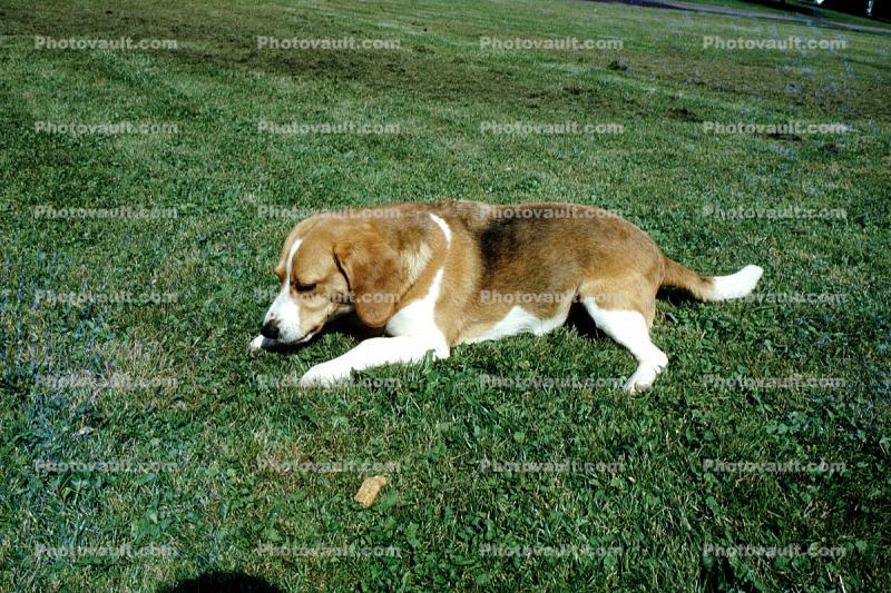 Dog Chewing a Bone, lawn, backyard