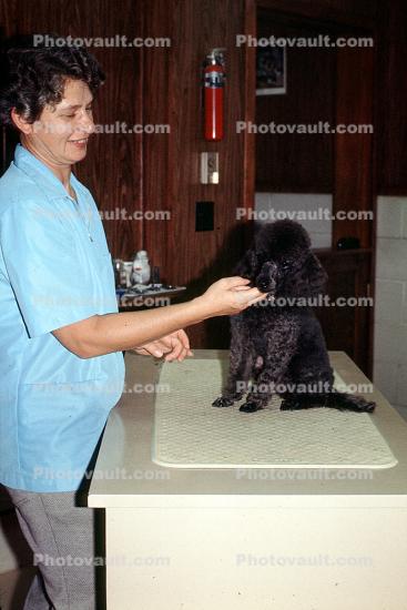 haircut, poodle, grooming, groomers, shampoo, doggy bath, July 1973