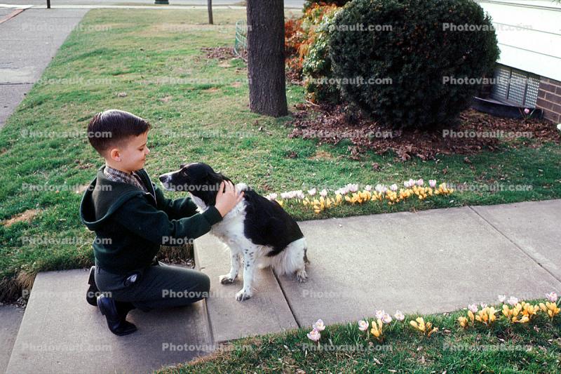 Boy and his Dog, Love, English Cocker Spaniel, 1950s