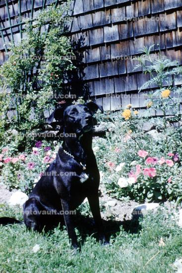 Black Dog in the backyard