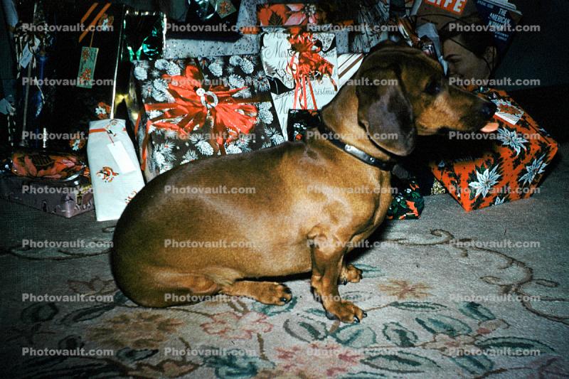 Dachshund, Wiener Dog, Presents, small dog breed, 1950s