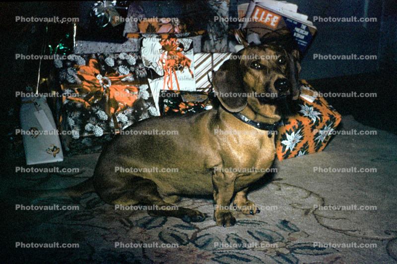Dachshund, Wiener Dog, Presents, small breed, 1950s
