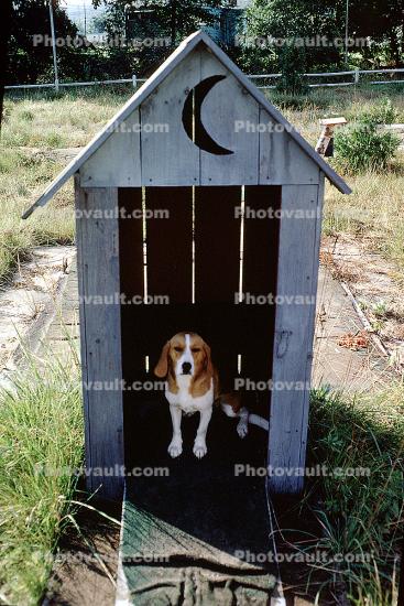 Beagle, Doghouse, sitting, backyard, crescent moon