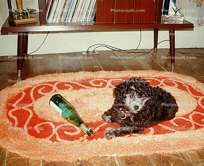 Booze Poodle, Rug, drunk dog, 1960s