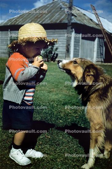 Boy Eating an Apple with a Collie, 1950s