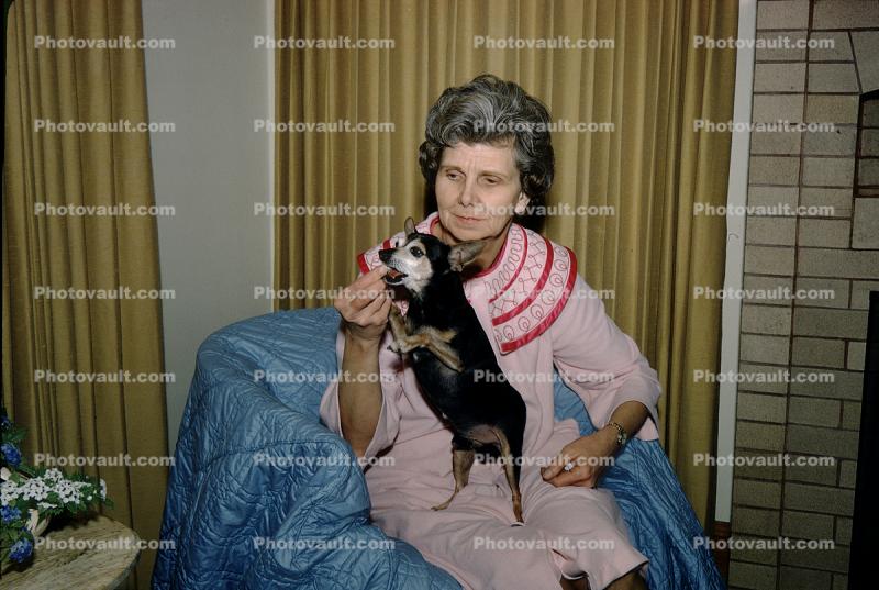 Woman with her Chihuahua Dog, feeding, treat, 1950s
